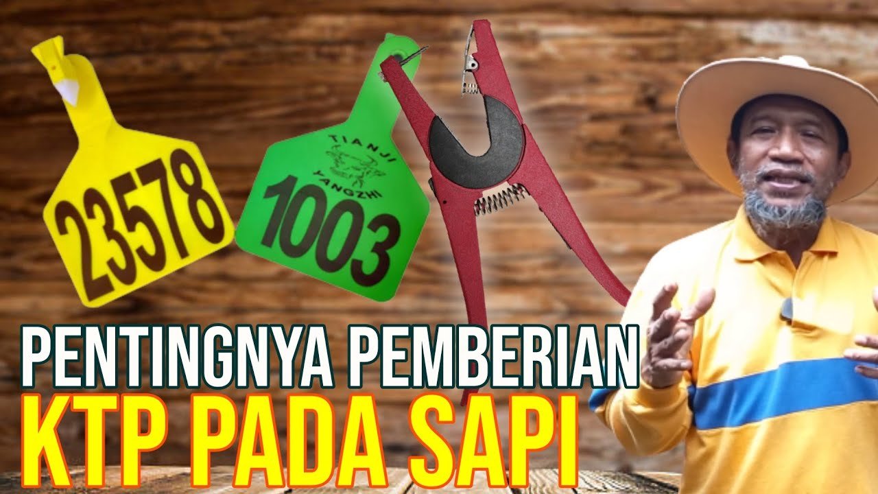 
                                 Cara-Memasang-Eartag-Sapi-Penting-Sebagai-Tanda-Pengenal